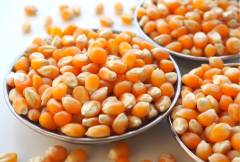 Qavruq Patlayan Cin Mısır 250 gr